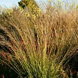 Молиния тростниковая Karl Foerster