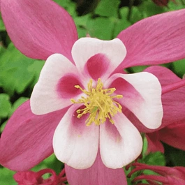 Аквилегия вееровидная Spring Magic Rose And White