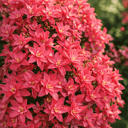 Гортензия крупнолистная Princess Diana