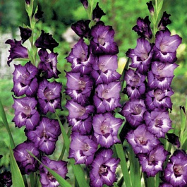 Гладиолус крупноцветковый Хидден Треже