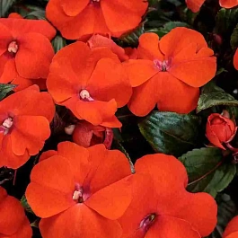 Бальзамин  Colorfall Orange
