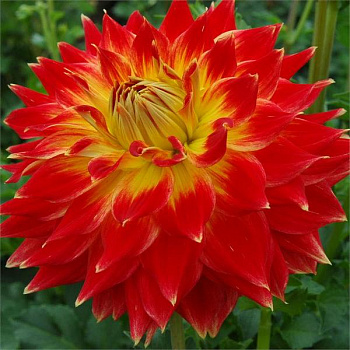 Георгина Декоративная Тайлер Джеймс