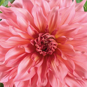 Георгина Декоративная Айлендер