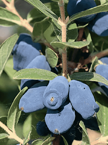 Жимолость плодовая Honey Bee