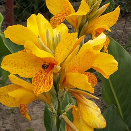 Канна карликовая Голден Люцифер