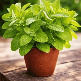 Мята Ландыш