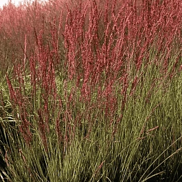 Молиния голубая Moorhexe