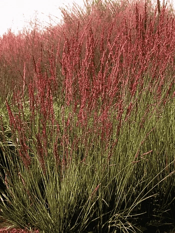 Молиния голубая Moorhexe