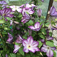 Клематис (Ломонос) гибридный Pernille Клематис (Ломонос) гибридный Pernille