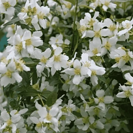 Чубушник Земляничный