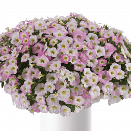 Калибрахоа Ombre Blush