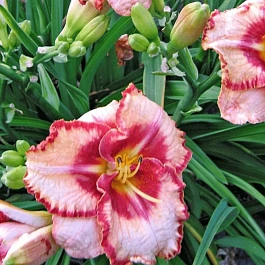 Лилейник Lies and Lipstick