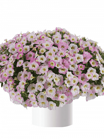 Калибрахоа Ombre Blush