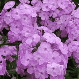 Флокс метельчатый David's Lavender