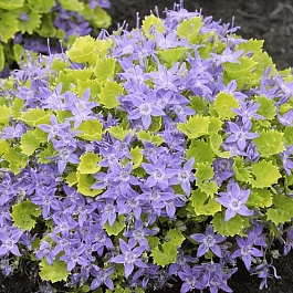 Колокольчик гарганский