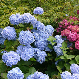 Гортензия крупнолистовая Ориджинал