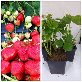 Земляника садовая Антеа НАБОР 3ШТ Земляника садовая Антеа НАБОР 3ШТ