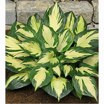 Хоста гибридная Морнинг Стар