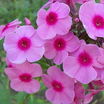Флокс метельчатый Rijnstroom