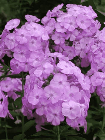 Флокс метельчатый David's Lavender