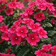 Вербена Lindolena Red