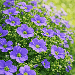 Аубриета Sky Blue