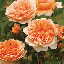 Роза Английская кустовая Port Sunlight