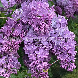 Сирень обыкновенная Мечта