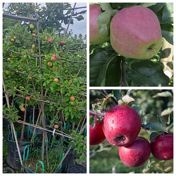 Яблоня пальметта на шпалере 5 лет+ Кандиль Орловский-Память Ульянищева