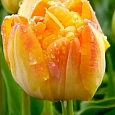 Тюльпан Granny Award