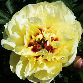 Пион ИТО Йеллоу Уотерлили