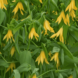 Увулярия крупноцветковая