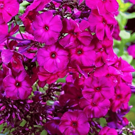 Флокс метельчатый Хозяйка Медной Горы