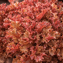 Гейхера September Morn