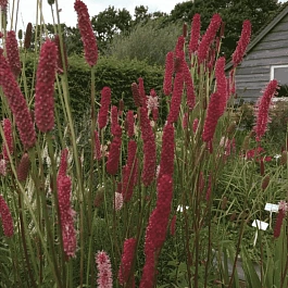 Кровохлебка Blackthorn