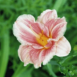 Лилейник Little Anna Rosa