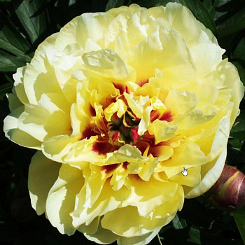 Пион ИТО Йеллоу Уотерлили