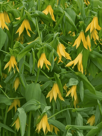 Увулярия крупноцветковая