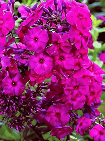 Флокс метельчатый Хозяйка Медной Горы