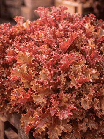 Гейхера September Morn