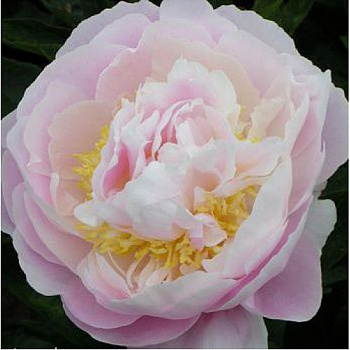 Пион травянистый Робийн