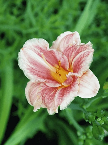 Лилейник Little Anna Rosa