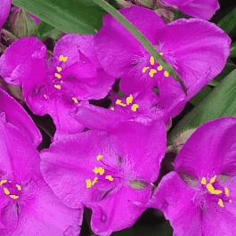 Традесканция Арендса Rubra