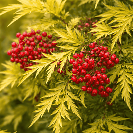 Бузина красная Plumosa Aurea