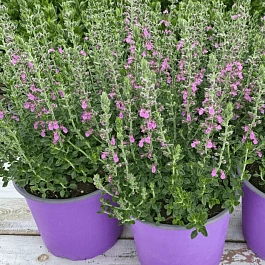 Дубровник обыкновенный