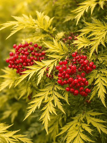 Бузина красная Plumosa Aurea