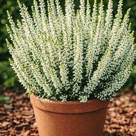 Вереск обыкновенный Alicia