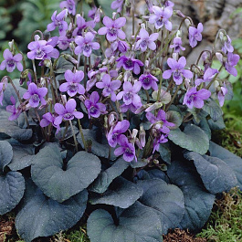 Фиалка (виола) лабрадорская