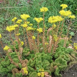 Очиток отогнутый Cristatum