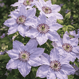 Клематис Still Waters